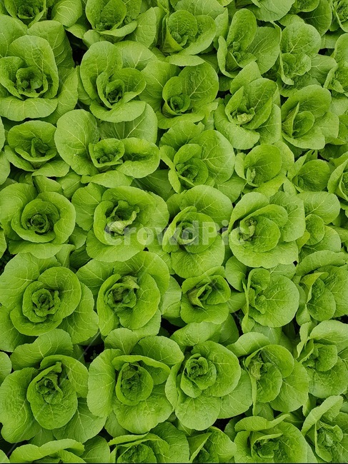 농업,배추,평온,초록,알배기,봄,김치,채소,야채,vegetables,산업,industry,industrial,농업,농사,agriculture,farming,farming industry