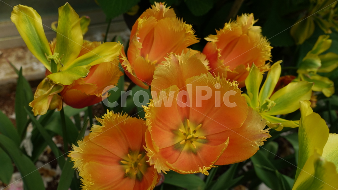 꽃,flower,camelia,plant,nature,식물,자연,blossom,꽃송이,주황