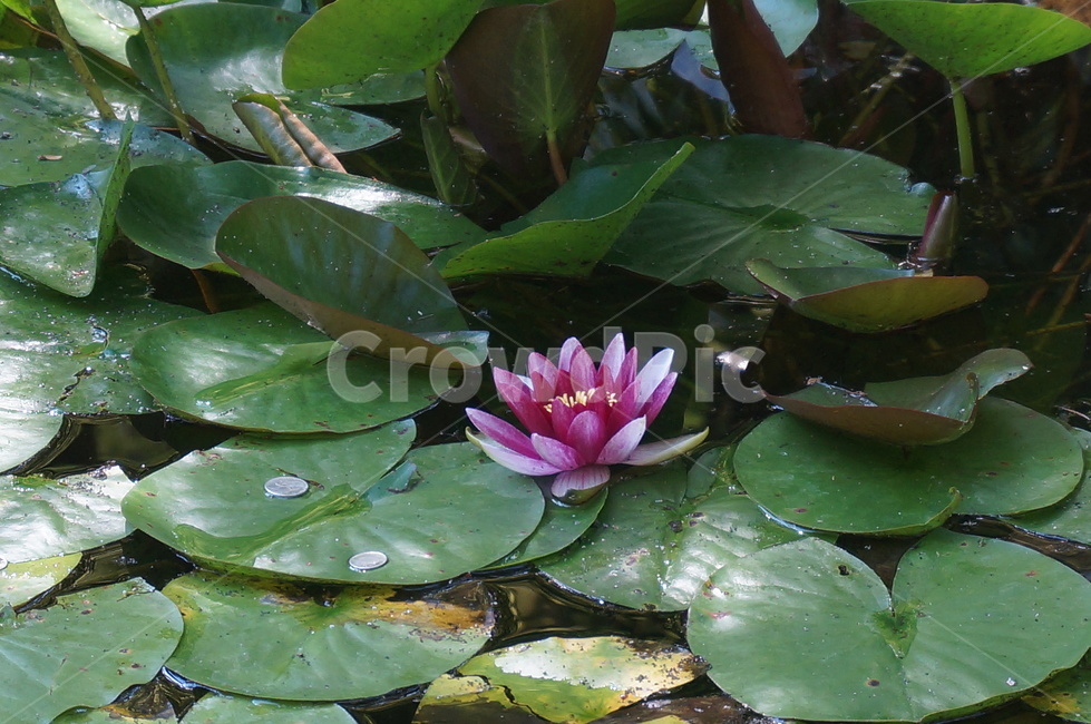 연꽃,연잎,lotusflower,plant,green,petal