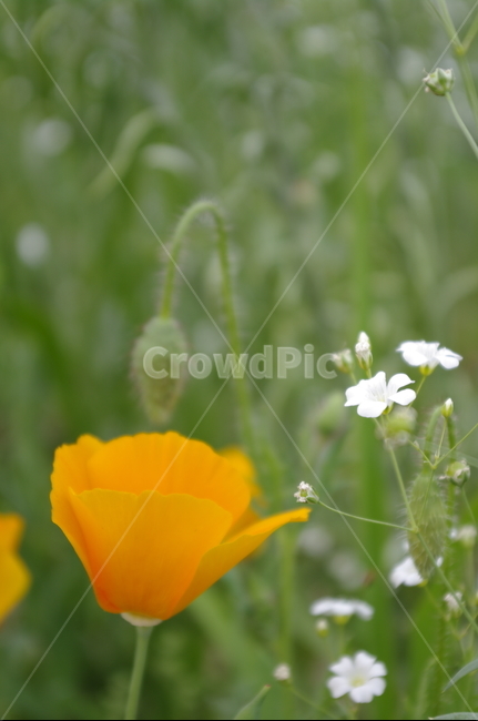 꽃,flower,식물,plant,자연,nature