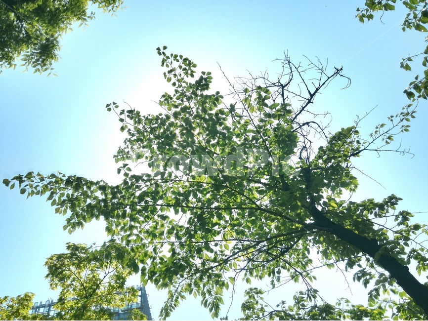 나무,자연,풍경,감성,배경화면,배경,푸름,green,나뭇잎,햇빛,해,sun,식물,자연,plants,nature,나무,trees,wood