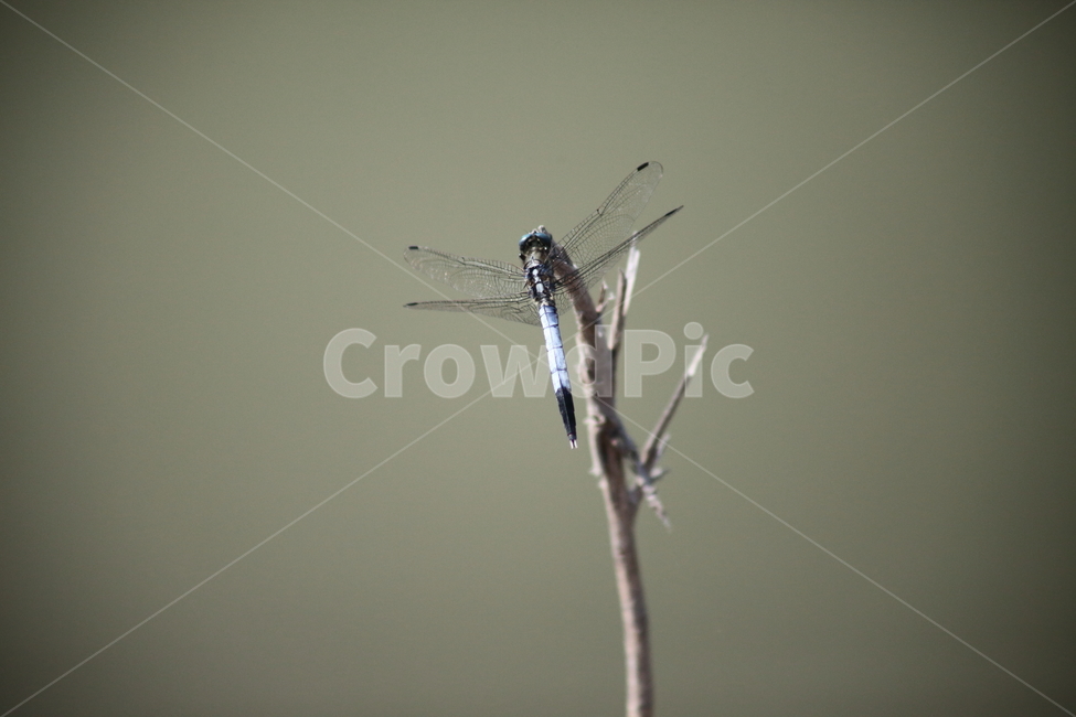 잠자리,밀잠자리,곤충,동물,dragonfly