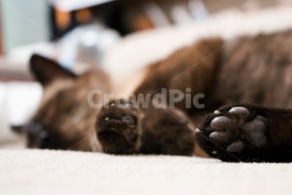 고양이,샴,샴고양이,siam,cat,젤리,냥젤리,동물,animal,포유류,mammal,고양이,cat,kitten,kitty