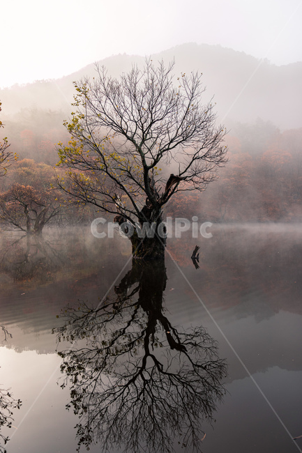 주산지,반영,나무,단풍,가을,청송,자연,풍경,nature,landscape