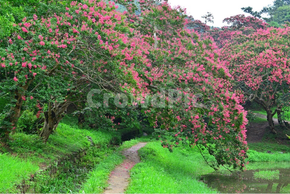 outdoors,옥외,nature,자연,water,물,경치,경관,연못,담양,명옥헌,명옥헌원림,명옥헌배롱나무,배롱나무,plant,식물
