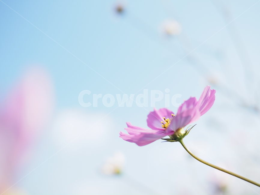 plant,식물,flower,꽃,blossom,petal,꽃잎,코스모스,가을,계절,fall,autumn,season,식물,자연,plants,nature,꽃,flower
