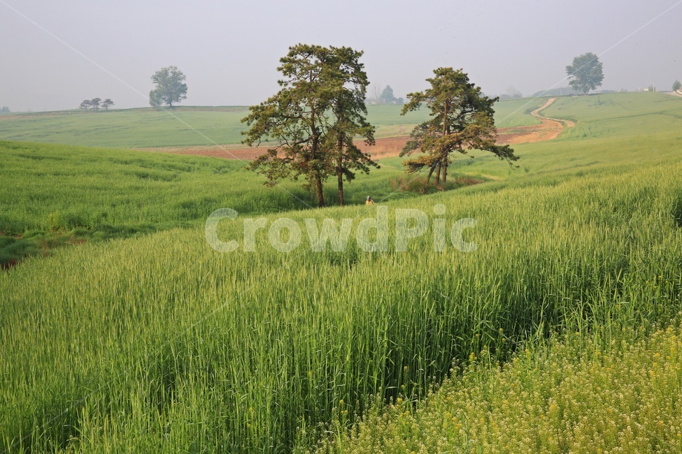 Rural,game,nature,Anseong,rural,farmland,tillage,grassland,Anseong Farm Land,field,outdoors,farming,Farm,plant,farm,Agriculture,meadow