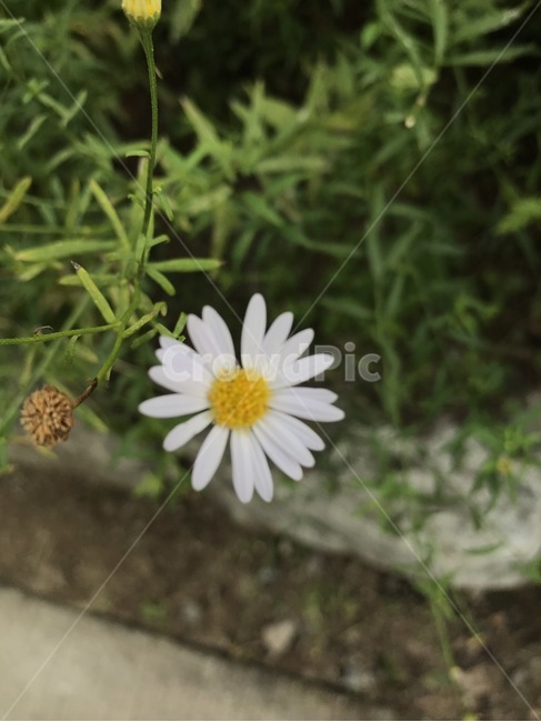 꽃,flower,들꽃,하얀꽃,whiteflower,식물,식물,자연,plants,nature,꽃,flower