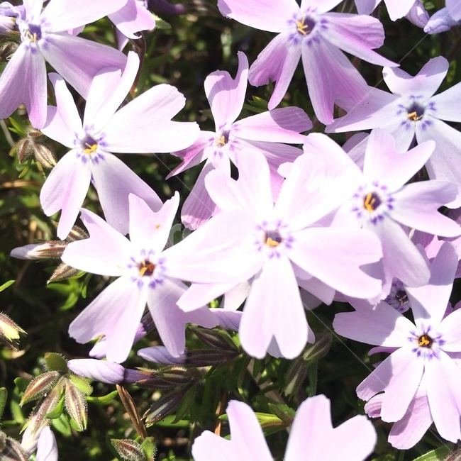 꽃,봄,들꽃,flower,자연