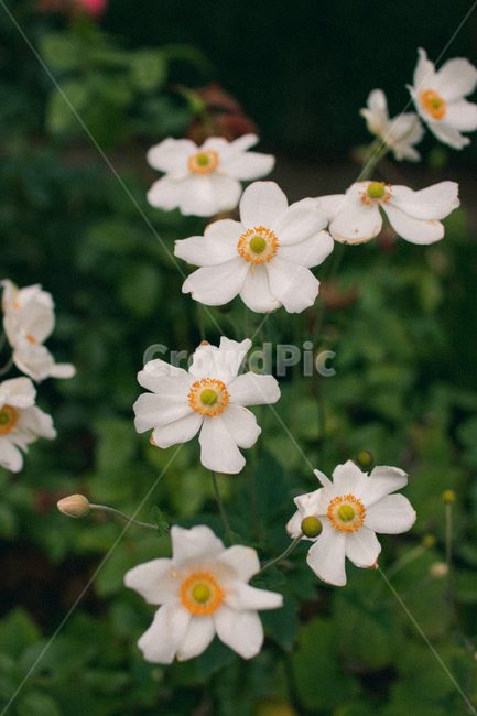 plant,식물,꽃,blossom,감성사진,하얀색,초록,식물,자연,plants,nature,꽃,flower