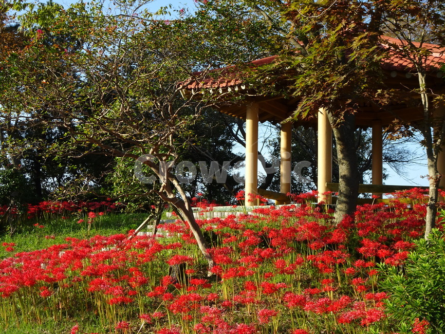 꽃,꽃무릇,상사화,산,봉대산,백일홍,빨강,분홍,자연,풍경,nature,landscape,식물,plants,꽃,flower,porch,현관,patio,안마당