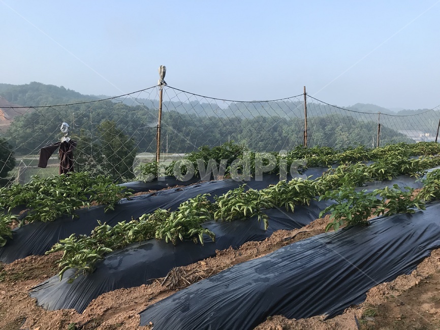 시골풍경,서천,농사,푸르름,힐링,자연인,산업,industry,industrial,농업,농사,agriculture,farming,farming industry