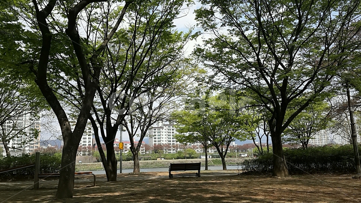 나무,한적한,사색,강변,벤치,공원,숲