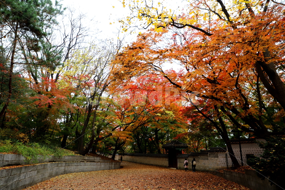 풍경,가을,계절,나무,식물,가을,계절,fall,autumn,season,자연,풍경,nature,landscape,한국자연풍경,한국자연경관,korea nature landscape,tree,plant,maple,단풍,person,사람,human,인간