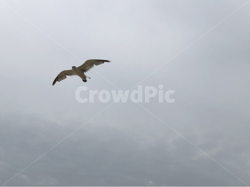 갈매기,seagull,새,하늘,비행,bird,동물,animal,조류,새,birds