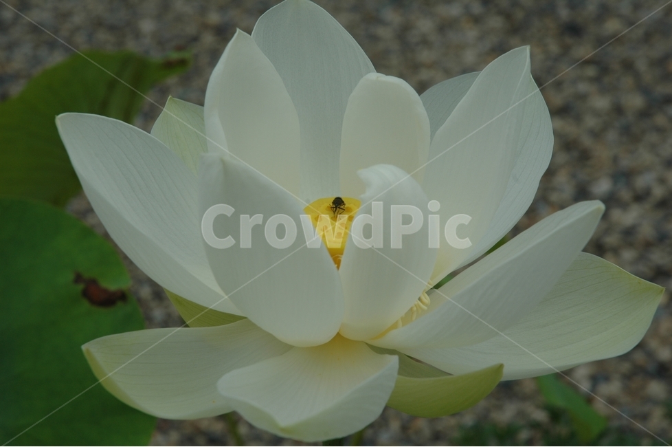 백련,연꽃,꽃,순결,whitelotus,식물,자연,plants,nature,꽃,flower,동물,animal,곤충,벌레,insect,bug