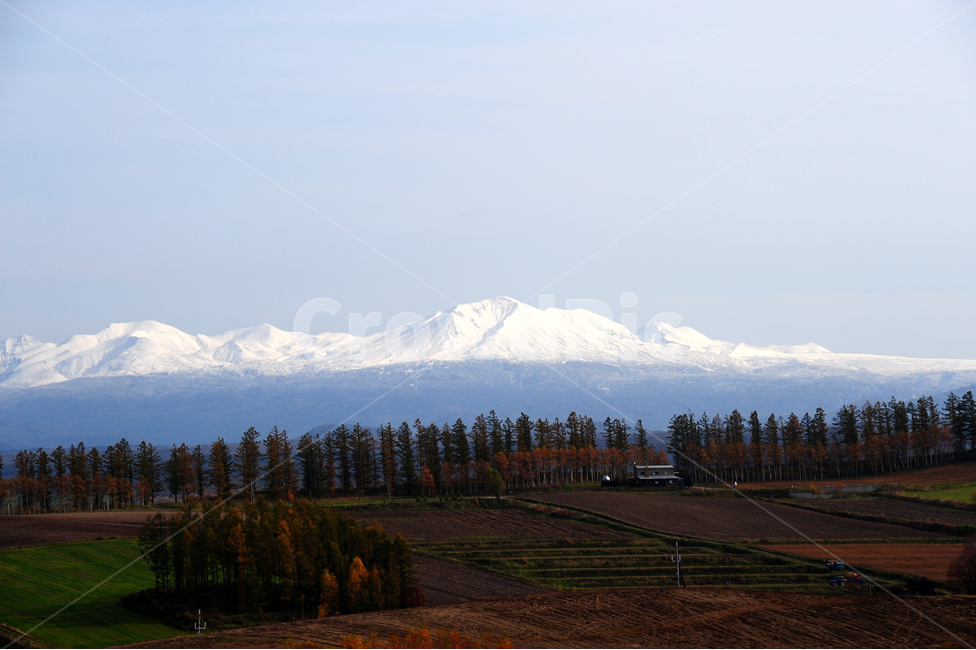 일본,홋카이도,비에이,설산,나무,가을,초원,단풍,자연,풍경,nature,landscape,시골,마을,country,rural,town,해외,외국,세계,foreign,oversea,world,세계자연풍경,해외자연풍경,외국자연풍경,world nature landscape,plant,식물,tree,fir,전나무,abies,아비,outdoors,옥외,mountain range,산맥,mountain,산
