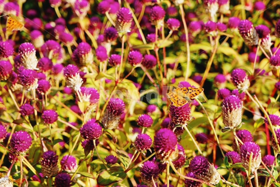 꽃,나비,곤충,자연,접사,nature,butterfly,flower,식물,자연,plants,nature,꽃,flower,동물,animal,곤충,벌레,insect,bug
