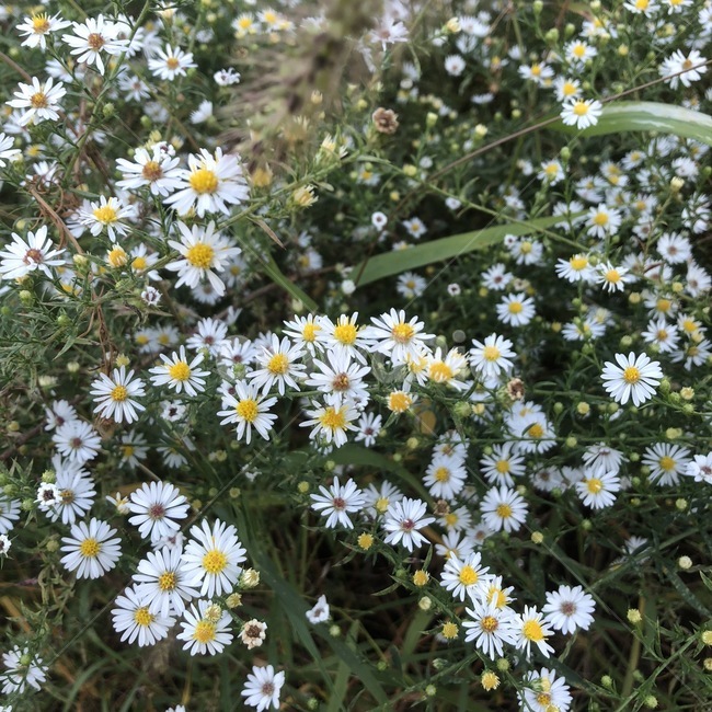식물,flower,미국쑥부쟁이,plant,흰색꽃,노란색꽃,식물,자연,plants,nature,꽃,flower