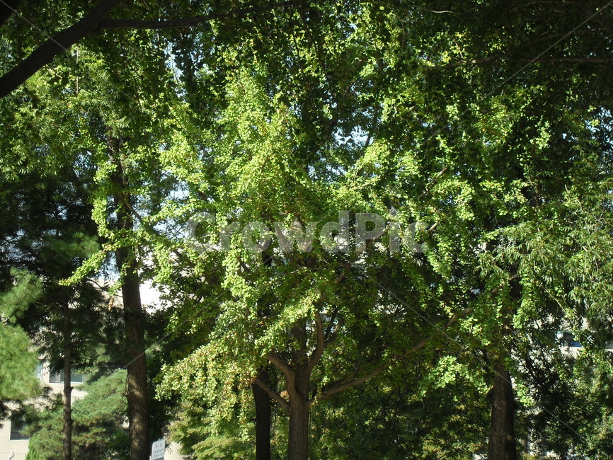 은행나무길,나무,초록,자연,힐링,tree,plant,식물,자연,풍경,nature,landscape
