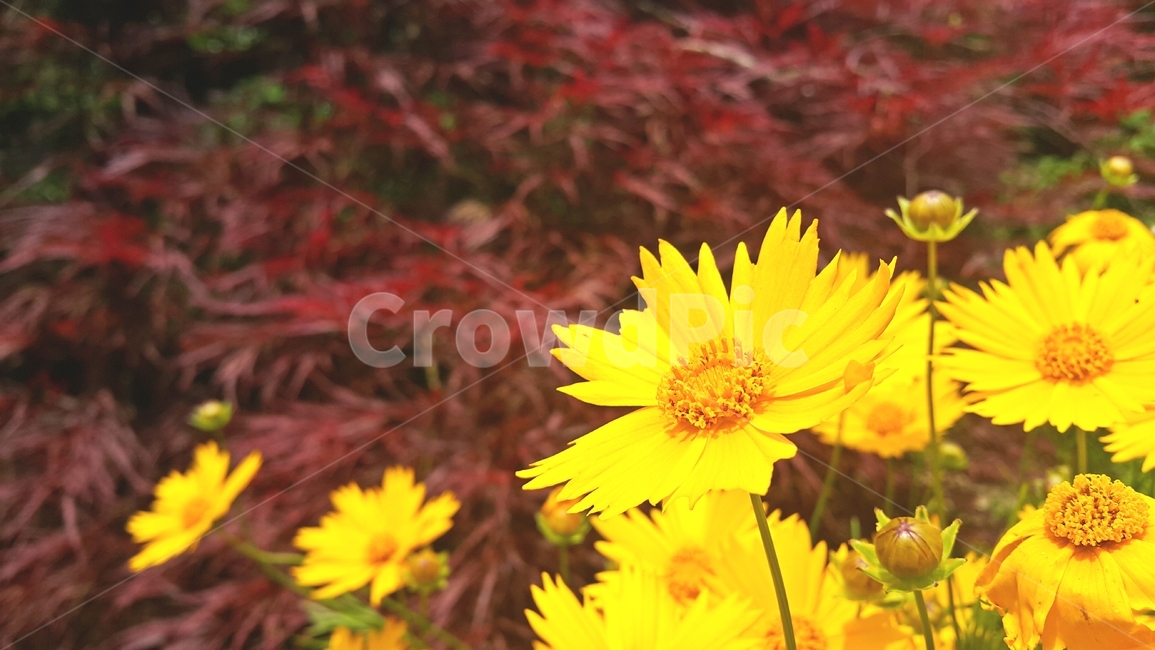 야생화,꽃,식물,노란꽃,plants,wildflower