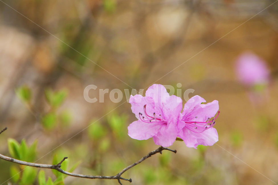 꽃,꽃나무,나무,진달래,철죽,봄,개화,만개,접사,식물,자연,plants,nature,꽃,flower