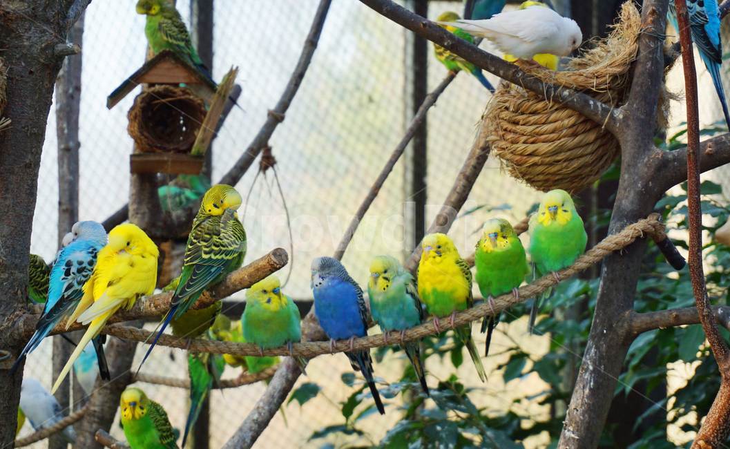 십자매,새,금화조,파랑새,노랑새,동물,동물,animal,조류,새,birds