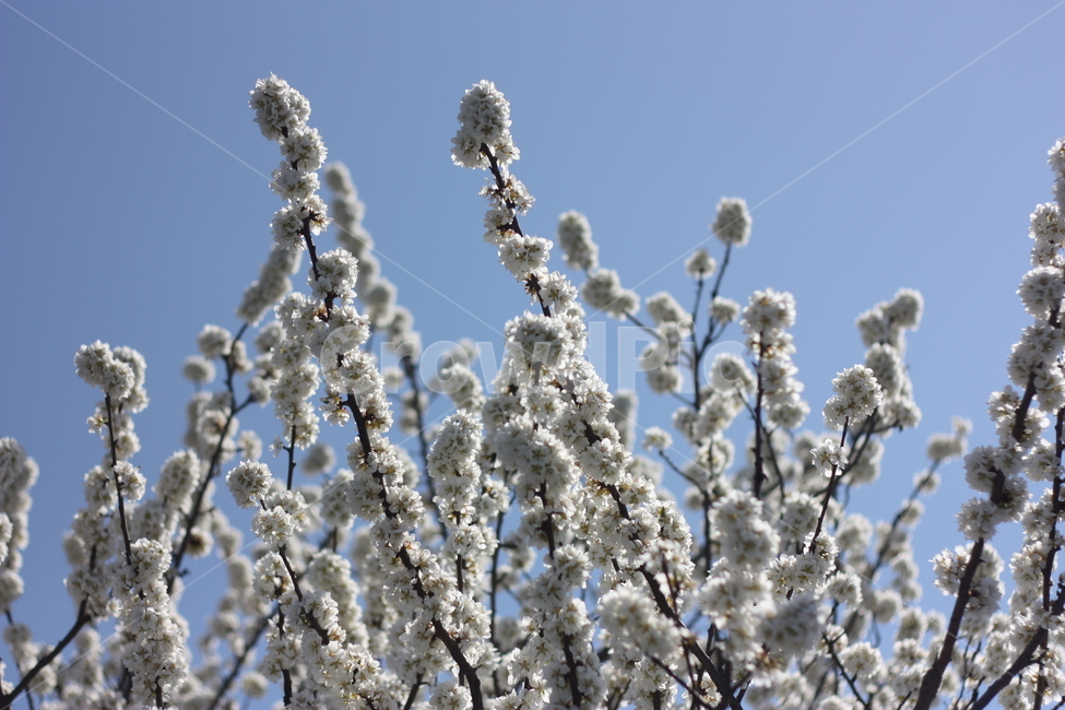벚꽃,봄,솜,자연,꽃,꽃나무,하늘,cherryblossom,flower,natrural,분홍꽃,흰색,분홍,벚꽃나무,벚꽃시즌,시즌,spring,nature,꽃잎,생태,4월,산책