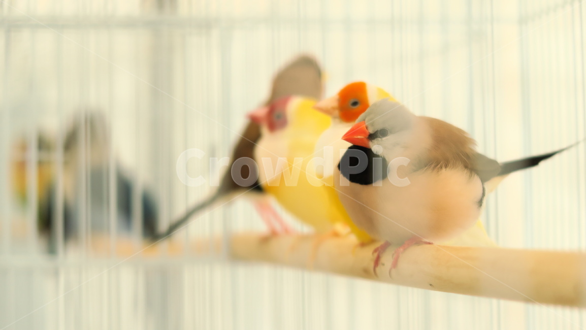 새,birds,앵무새,동물,조류,작은새,애완앵무새,애완조,동물,animal,조류,새,birds