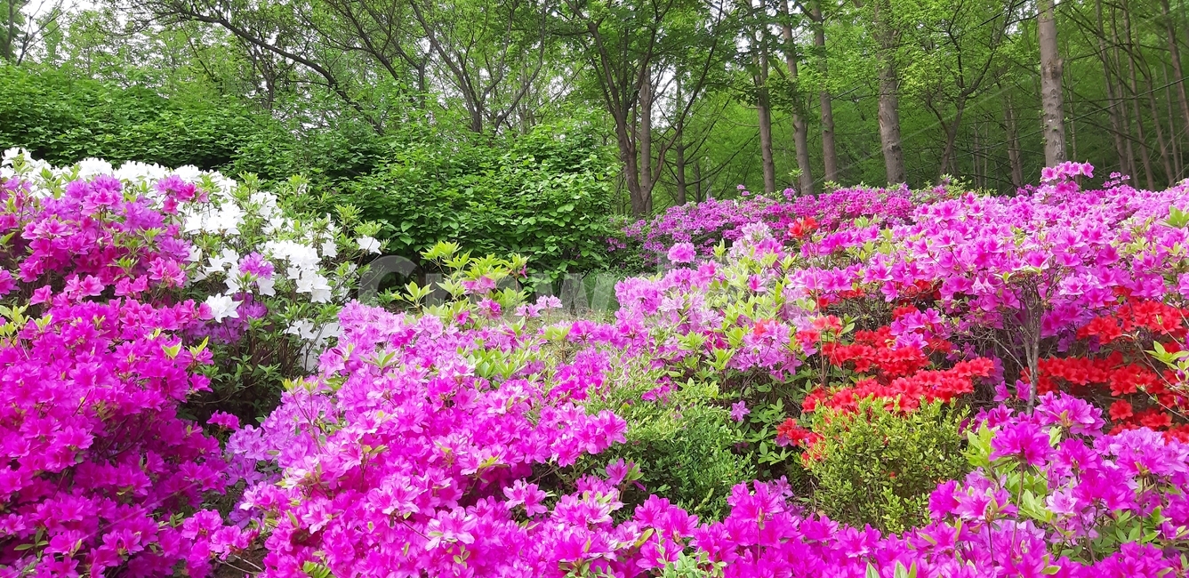 관악산,샘말공원,철쭉,연산홍,봄꽃