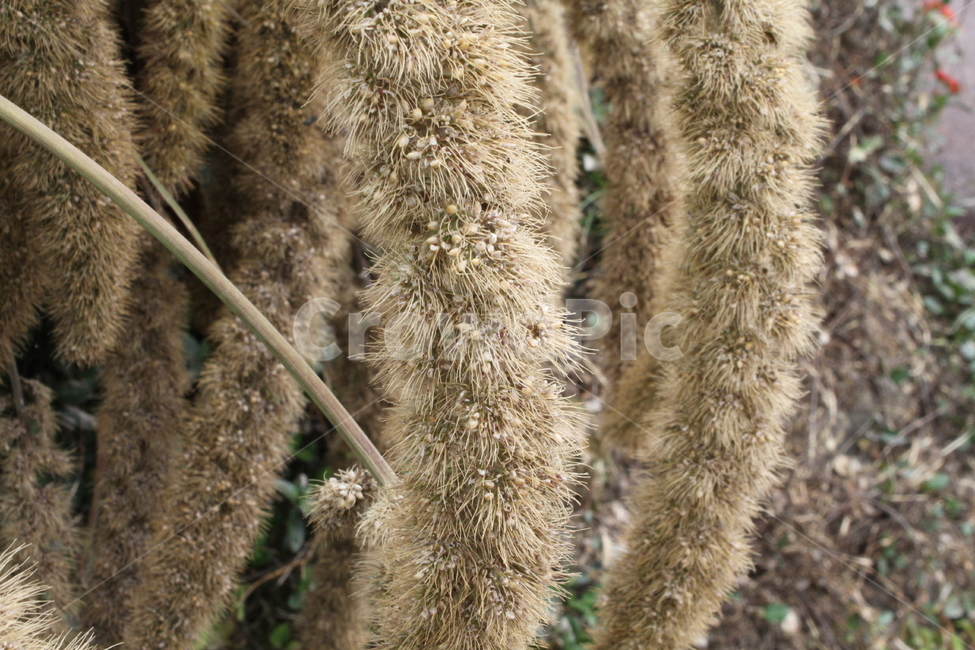 조,벼과식물,곡식,단자엽식물,폐의곡물,식물,자연,plants,nature