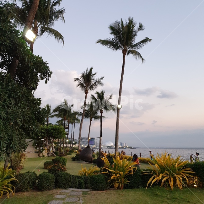 바다,해변,해질녘,노을,야자수,palmtree,beach,sea,sunset