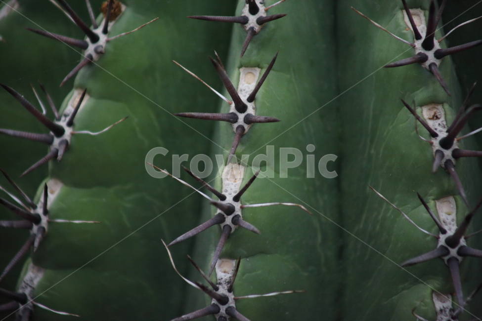 건취옥선인장,선인장,온실,거취옥,ferocactus