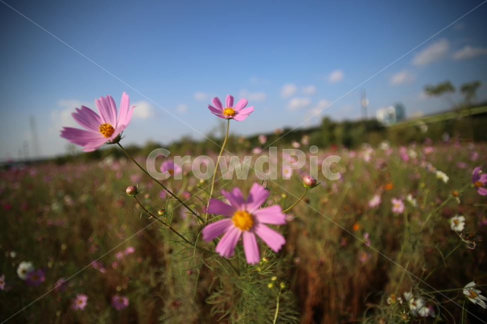 꽃,코스모스,들판,춘천,하늘,구름,식물,자연,plants,nature,꽃,flower