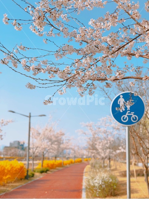 벚꽃,벚꽃나무,감성사진,산책로,봄,spring,sunny,개나리,표지판