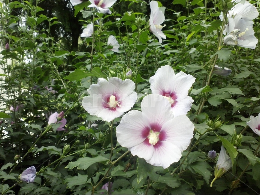 무궁화,무궁화꽃,흰색무궁화꽃,나라꽃,국화,식물,자연,plants,nature,꽃,flower