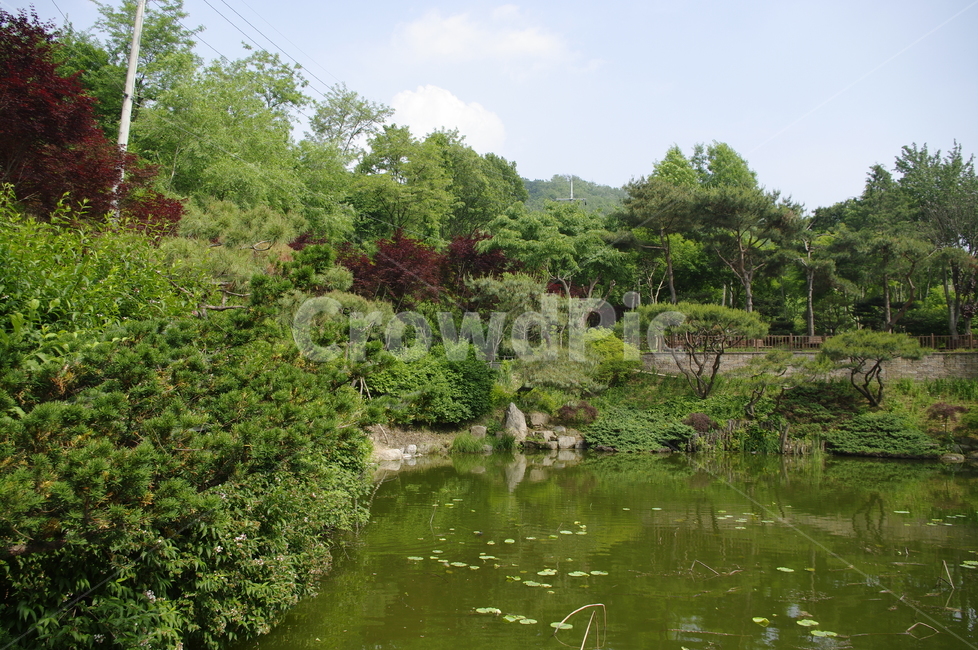 숲,초록,나무,잎,식물,plant,계절,봄,spring,수생식물,연못,하늘,구름,자연,풍경,nature,landscape,water,물,outdoors,옥외,land,땅