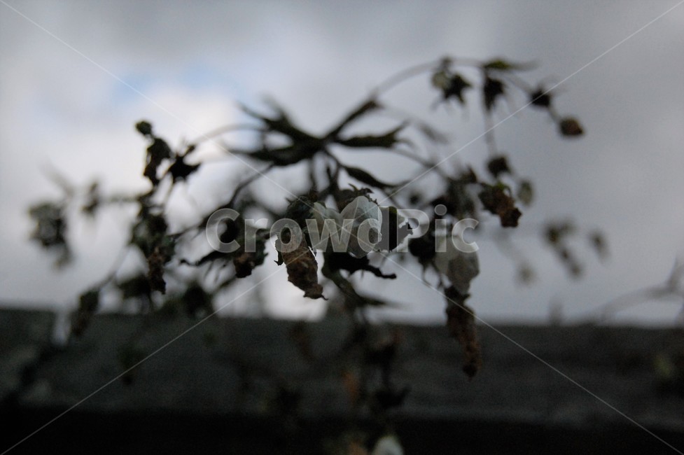 들꽃,꽃,flower,식물,nature,자연,포커스