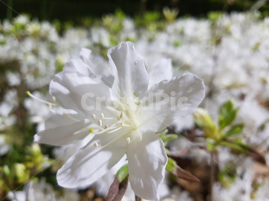 꽃,야간,하얀꽃,하얀색,암술수술,공원,봄,계절,spring,season,식물,자연,plants,nature,꽃,flower,plant