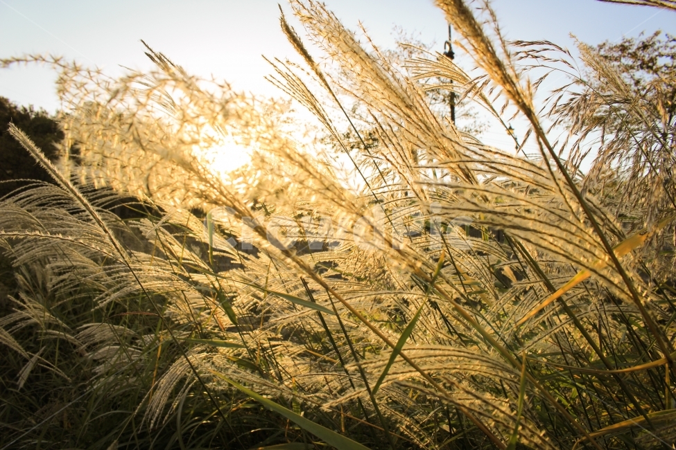 숲,억새,자연,경차,풍경,가을,계절,fall,autumn,season,식물,자연,plants,nature,감성,sensible,feeling,휴식,힐링,rest,relaxation,healing,grass,잔디,plant
