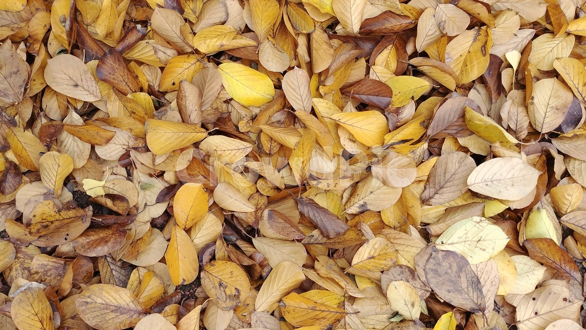 낙엽,가을,가을낙엽,나뭇잎,단풍,자연,fall,autumn,가을,계절,fall,autumn,season,leaf,잎,plant,식물