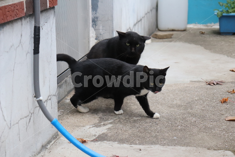 cat,고양이,길고양이,길냥이,집냥이,마당냥이,동물,animal,까만고양이,까미,턱시도,동물,animal,포유류,mammal,고양이,cat,kitten,kitty