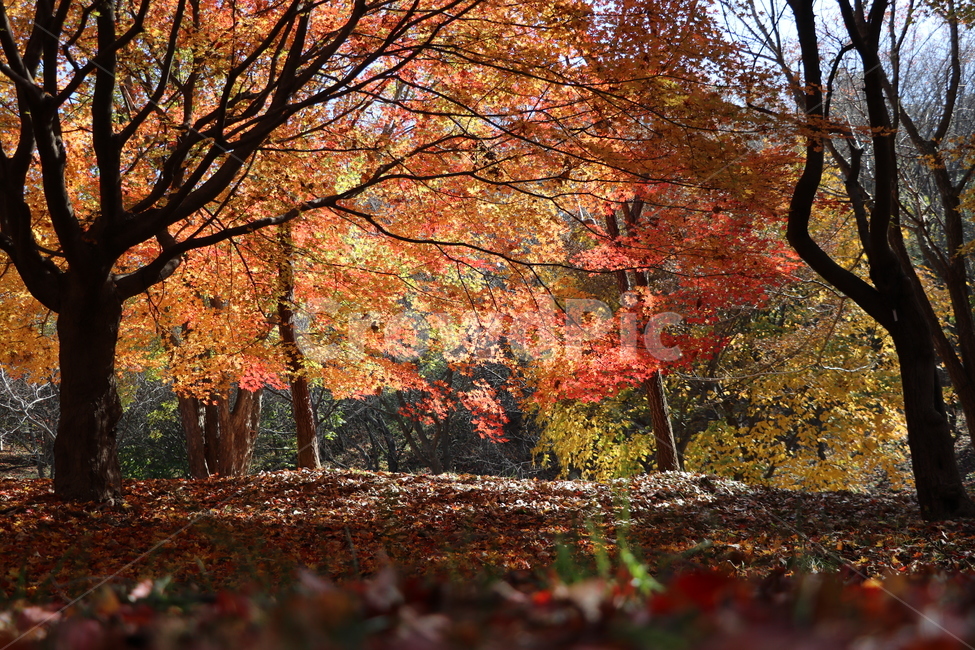 tree,나무,plant,식물,leaf,잎,maple,단풍,11월,가을,풍경,여유,야외,november,낙엽,신선한,재충전,가을,계절,fall,autumn,season,자연,풍경,nature,landscape