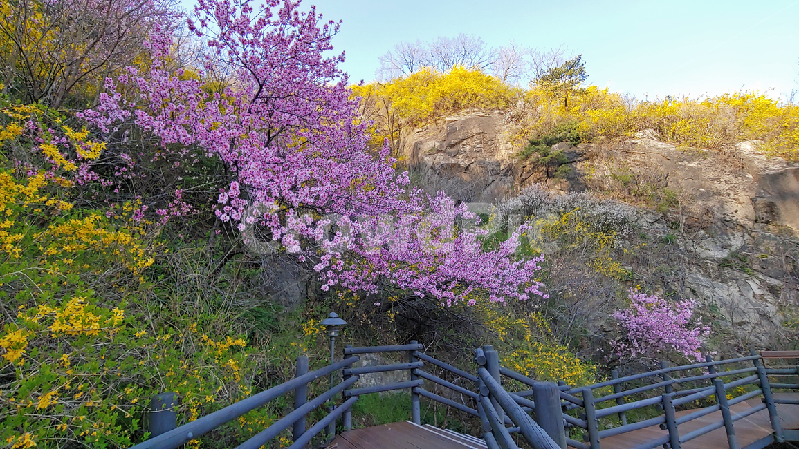 복숭아꽃,봄꽃,봄배경,시즌,계절,꽃,플라워,분홍색,야외,옥외,아웃도어,season,springflowers,plant,산책로,나무계단,식물,유실수,pink,배경,바탕,백그라운드,flowers,나무꽃,우리꽃,개나리꽃,계단,데크,봄산