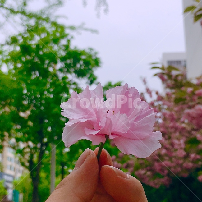 꽃,flower,꽃사진,꽃병,손,손사진,손꽃,꽃을든남자,꽃배경화면,배경화면사진,꽃배경,가을,코스모스,꽃,flower,사람,인물,인간,human,person,신체일부,몸,body