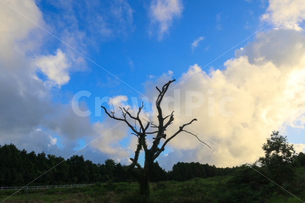 풍경,나홀로,나무,왕따나무,감성,자연,풍경,nature,landscape,식물,plants,outdoors,옥외,tree,plant