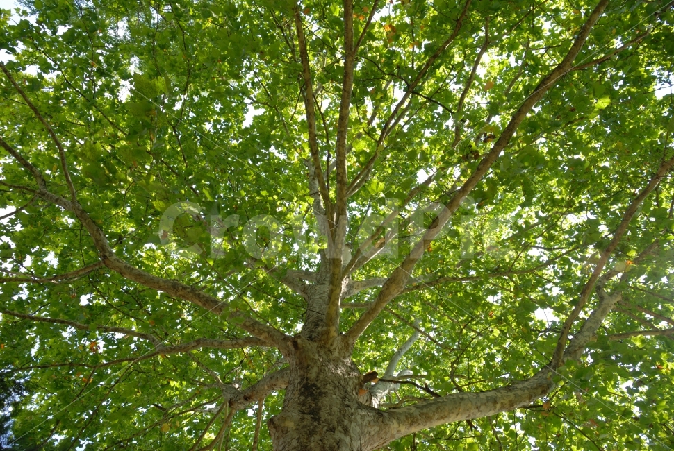 나무,가을,그린,잎새,초록,신록,청록,싱그러운,5월,6월,투명한,청정,자연,친환경,힐링,무공해,시안,디자인,디자이너,콘텐츠,잡지광고,광고,영상,자료,사보,카다로그,브로셔,뉴스레터,출판,편집,홈페이지,웹,모바일,출력,전단지,교과서,단행본,학습지,웹배너,쇼핑몰,sns,홍보용,원고,현수막,서적,서정,느낌,나뭇잎,초록물결,그래픽,색감,시즌,계절,바탕,배경,백그라운드,패턴,텍스춰,텍스타일,건강,신선한,하늘,누끼,공원,식물,자연,plants,nature,나무,trees,wood