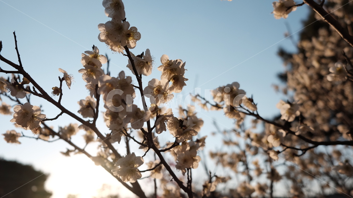 벚꽃,봄,cherryblossoms,꽃,개화