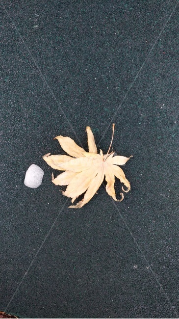 낙엽,단풍,눈,얼음,고독,건조