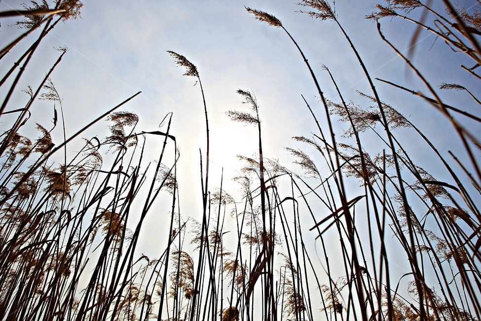 갈대,식물,자연,풍경,배경,하늘vndrhkd,자연,풍경,nature,landscape,grass,잔디,plant,lawn,reed